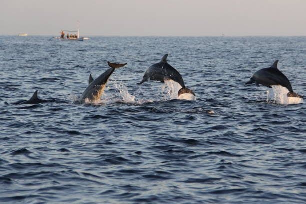 Dolphin Watching